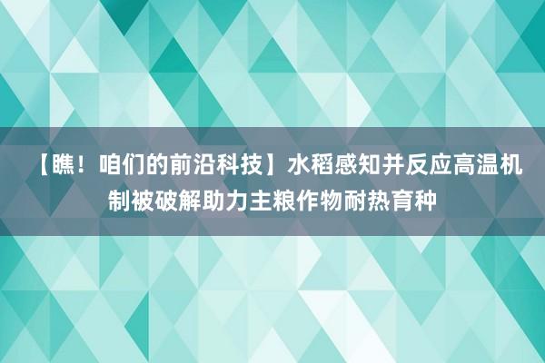 【瞧！咱们的前沿科技】水稻感知并反应高温机制被破解助力主粮作物耐热育种
